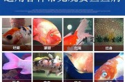 金鱼白点病的原因探析（白点病的成因及防治关键）