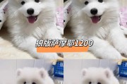 如何科学喂养你的萨摩幼犬（健康饮食从嘴开始）