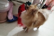 养一只博美每个月的花费究竟是多少？（揭秘养博美犬的花费，让你明智选择宠物伙伴）