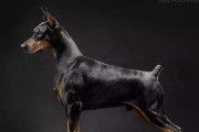 养马犬胜过养德牧的原因（马犬的天性与品质更适合家庭生活）