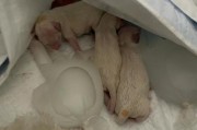 狗狗生后多久恢复正常状态（一窝小狗的成长之路）