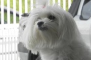 京巴犬的缺点与注意事项（了解京巴犬的缺点，给它们更好的生活环境）