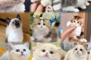 博美犬价格的四大影响因素（揭秘博美犬市场波动的关键因素及购买要点）