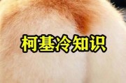 探寻柯基魅力的奥秘（揭开柯基犬背后的故事）