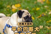 小心！这些食物千万不能喂养你的巴哥犬（保护你的宠物健康，远离有害食物）