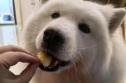 狗狗为什么也会呕吐？（探究狗狗呕吐的原因及应对方法）