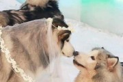 狗子交配后为什么背对背连在一起分不开？（探究交配时的生理反应和生物机制）