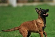 不建议养马犬的理由——考虑到其特殊需求与挑战（马犬的特殊性与养育难度，为何不建议选择这一品种）