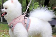 博美犬的性格特点（活泼好动、聪明可爱的小型犬种）