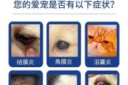 猫眼药水使用指南（了解猫眼药水使用频率及注意事项）