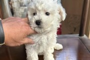 新余的狗狗领养之旅（探索新余，寻找你的忠实伙伴）