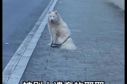 萨摩耶二个月之饮食指南（为您的宠物选择健康的饮食）