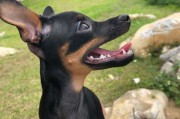 小鹿犬（网友的共识与心声，养了就不想换狗）