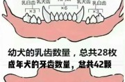 探秘成犬的牙齿之谜（了解成犬牙齿的形态和功能，）