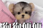 狗狗大便的品质与健康关系（如何判断狗狗大便的品质及相关健康问题）