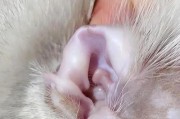 猫咪的耳螨及其治疗方法（了解猫咪耳螨的传播途径与治疗方案）