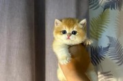 探秘锈斑豹猫（世界上最小的猫咪拥有出色能力）