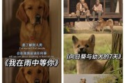 国语电影中狗的故事（感人至深的狗狗电影集锦）