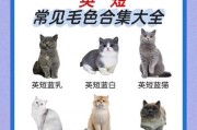 为什么英短的毛发会硬？（探究英短猫咪毛发硬的原因和特点）