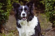 培养聪明的边境牧羊犬（解析养边境牧羊犬的难点和注意事项）