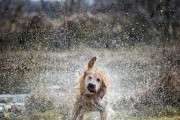 金毛流鼻水的原因分析（探究金毛犬流鼻水的病因和预防方法）