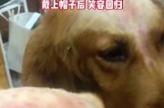 狗狗患皮肤病后的药物治疗指南（如何有效给狗狗上药，让药物充分吸收）
