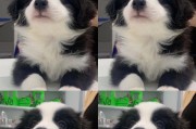 边牧犬每年必须接种的疫苗（保护你的边牧免受疾病侵害）