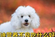 宝宝泰迪两个月吃什么好？（科学喂养指南帮你照顾好小泰迪）