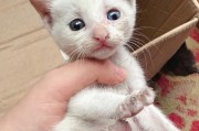 猫咪换牙期应该吃什么？（了解猫咪换牙期的饮食需求，让它们健康成长）