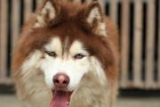 为什么不建议养阿拉斯加犬？（阿拉斯加犬的缺点让人无法接受）
