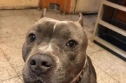 养恶霸犬的原因和技巧（了解恶霸犬的特点和正确饲养方法）