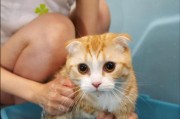 给猫洗澡的正确方法（保证猫咪洗澡愉快的秘诀）