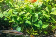 打造美丽水草世界——普通鱼缸养水草的秘诀（以普通鱼缸为家，缔造绚丽水草景观）
