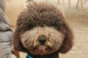 贵宾犬——你的理想宠物选择（优雅品味与温馨陪伴，贵宾犬给你的生活带来无限快乐）