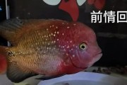 罗汉鱼繁殖时间及方法探究（揭秘罗汉鱼繁殖的关键要素与技巧）