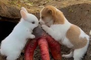 猎犬中最适合抓野兔的品种（探寻最佳猎犬，助您成功捕获野兔）