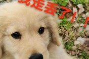 金毛狗为什么不长毛？（探索金毛狗毛发特点的原因与影响）
