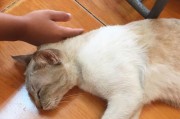 猫咪生小猫为什么容易有跳蚤？（探究猫咪生育过程中跳蚤的成因及对策）