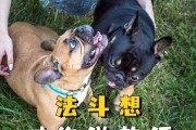 以狗学狼叫（追寻本能的呼唤，拓展内在潜能）