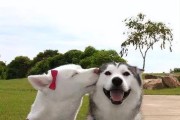 狗狗的配种过程与特点（探秘狗狗配种的奥秘及其原因）