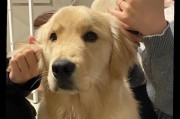 金毛能记住名字吗？（金毛犬是否具备记忆能力，尤其是对于名字的记忆？）