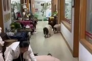 养一只宠物猪的种种乐趣（亲近大自然，享受陪伴的幸福生活）