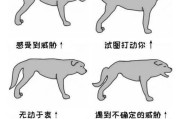 狗狗的叫声代表着什么？（探究狗狗不同叫声的含义与沟通方式）