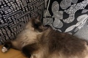 猫绝育后为什么会变得懒散？（探究猫绝育与懒散行为的关系）