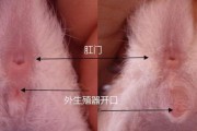 公猫生殖器官发育周期与生理特征（一窥公猫蛋蛋生长的奥秘）