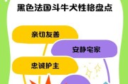 饲养法国斗牛犬的基本常识（了解如何培养健康快乐的法斗）