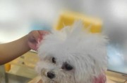 贵宾狗如何通过饮食亮泽毛发（探索贵宾狗饮食秘笈，打造亮丽毛发）