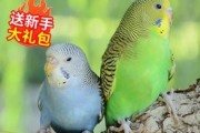 虎皮鹦鹉的寿命及提升方法（了解虎皮鹦鹉的寿命，延长宠物鸟的生命）