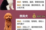 不建议养这4种狗，即使再有钱也要慎重选择（选择适合自己的狗种是养狗之前的重要决策）