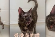 猫咪洗澡的喜好与心理（揭秘猫咪对洗澡的真正态度）